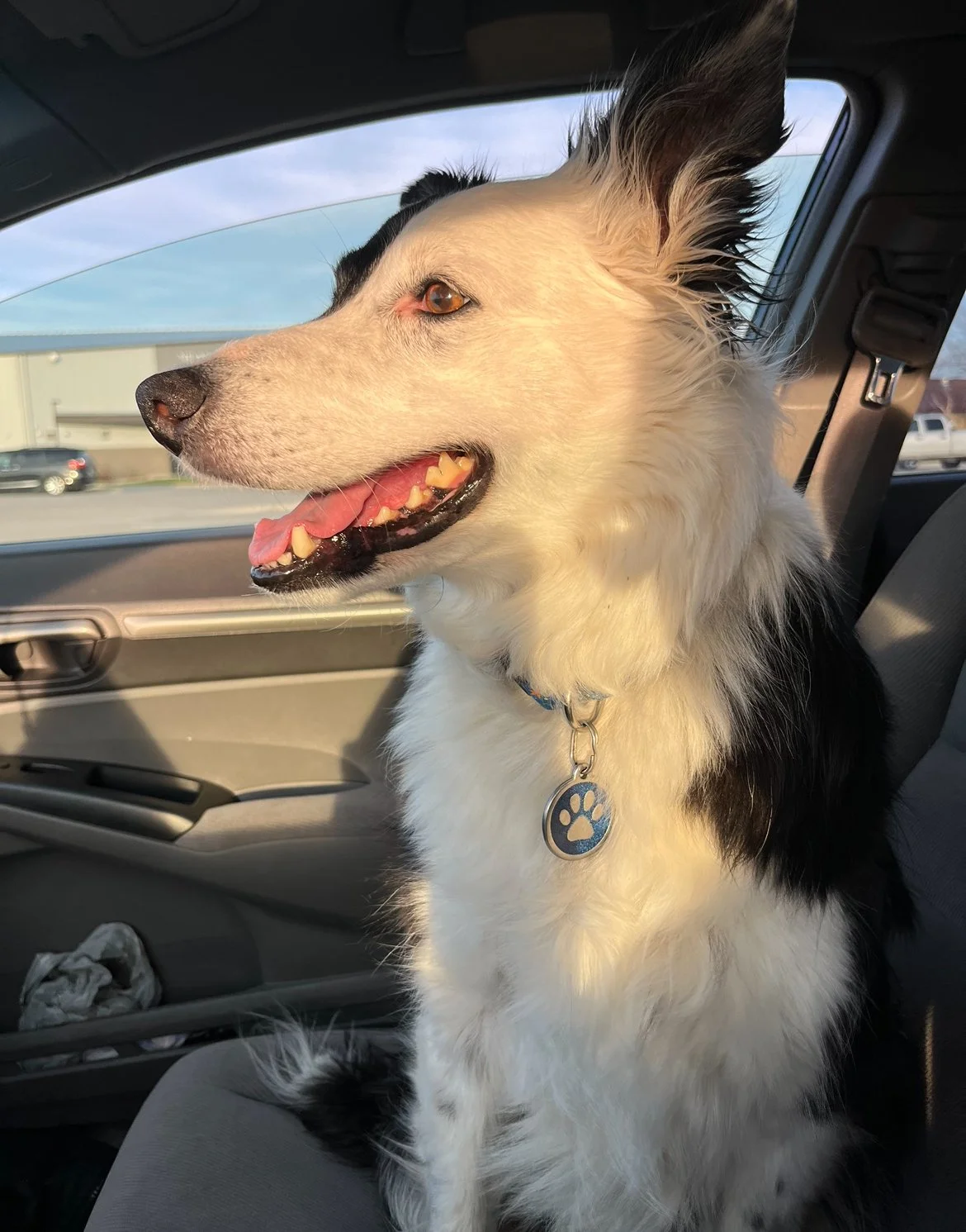 A dog with a black and white coat sitting in the front passenger seat of a vehicle, looking out the window with sunlight on its face and a blue paw print tag hanging from its collar.