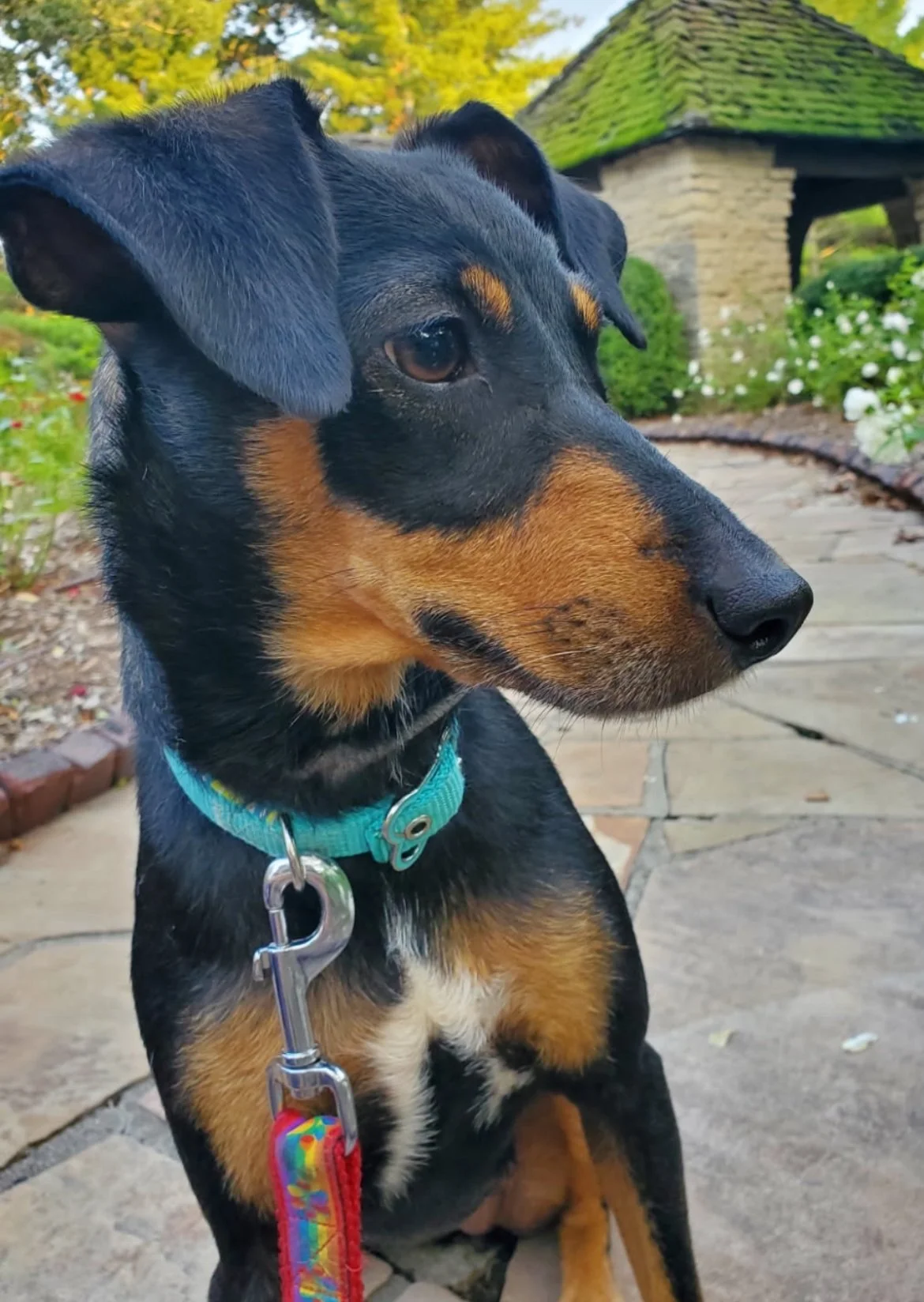 Close-up of a black and tan dog wearing a teal collar and red leash, sitting outdoors on a stone pavement with a garden and a stone building in the background.