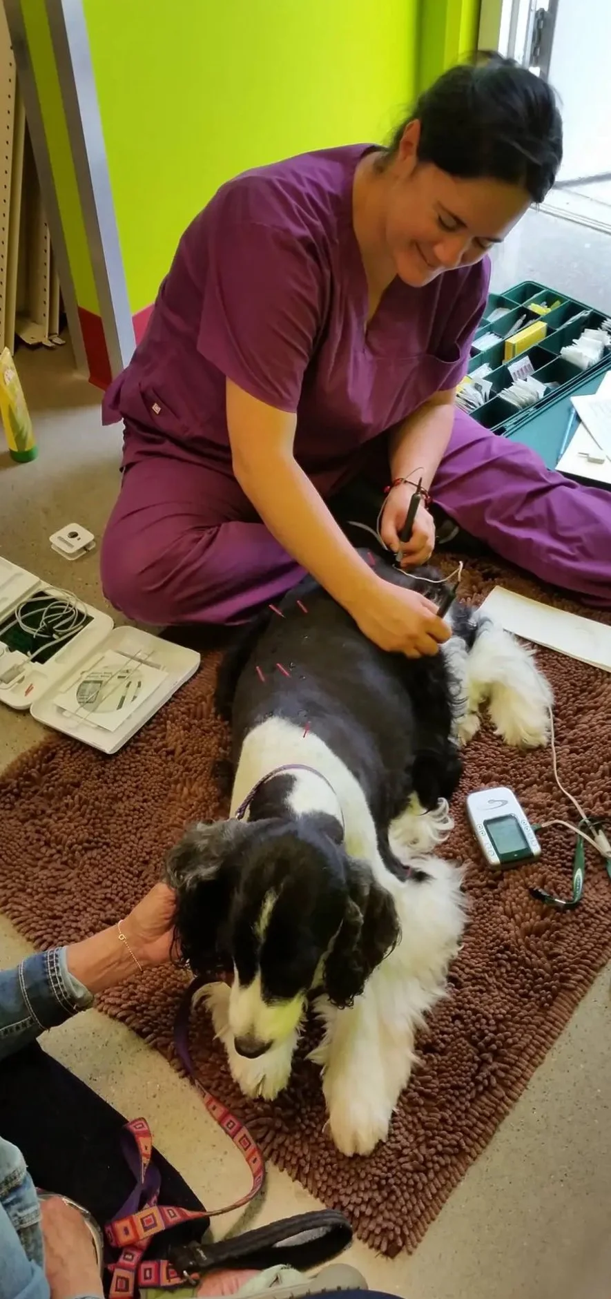 A veterinarian in purple scrubs performing acupuncture on a black and white dog lying on a brown rug, with people holding the dog and various veterinary tools and supplies nearby.