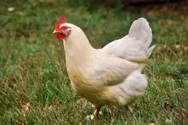 Chicken