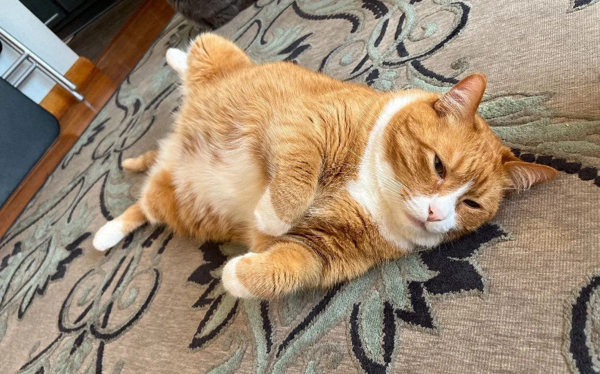 Orange and white cat lying on a patterned sofa, resting on its side with one paw slightly raised.