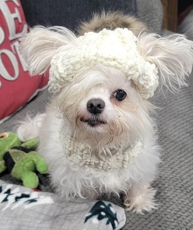 A small white dog wearing a knitted cream-colored hat and scarf, sitting on a gray textured couch with a green plush toy nearby.