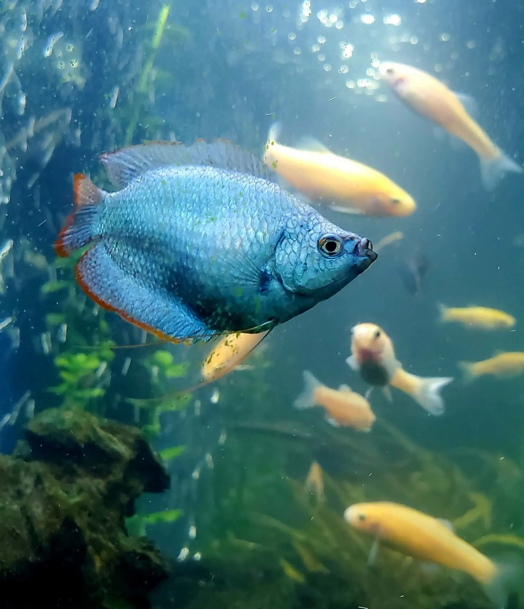 Colorful fish swimming in an aquarium.