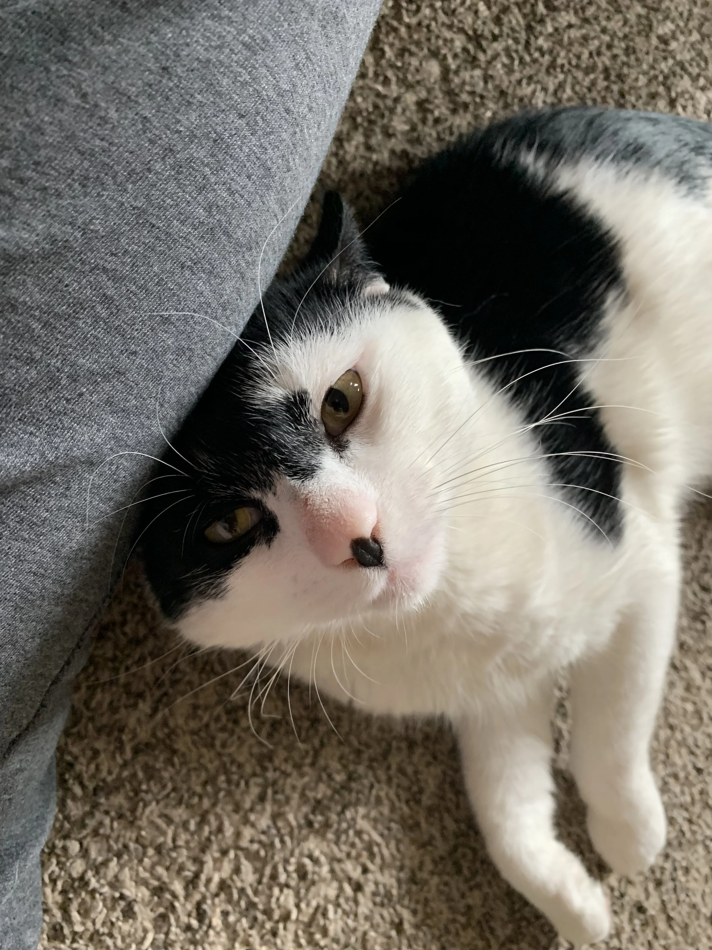 A black and white cat lying next to a person's leg on a carpeted floor, looking up at the camera.