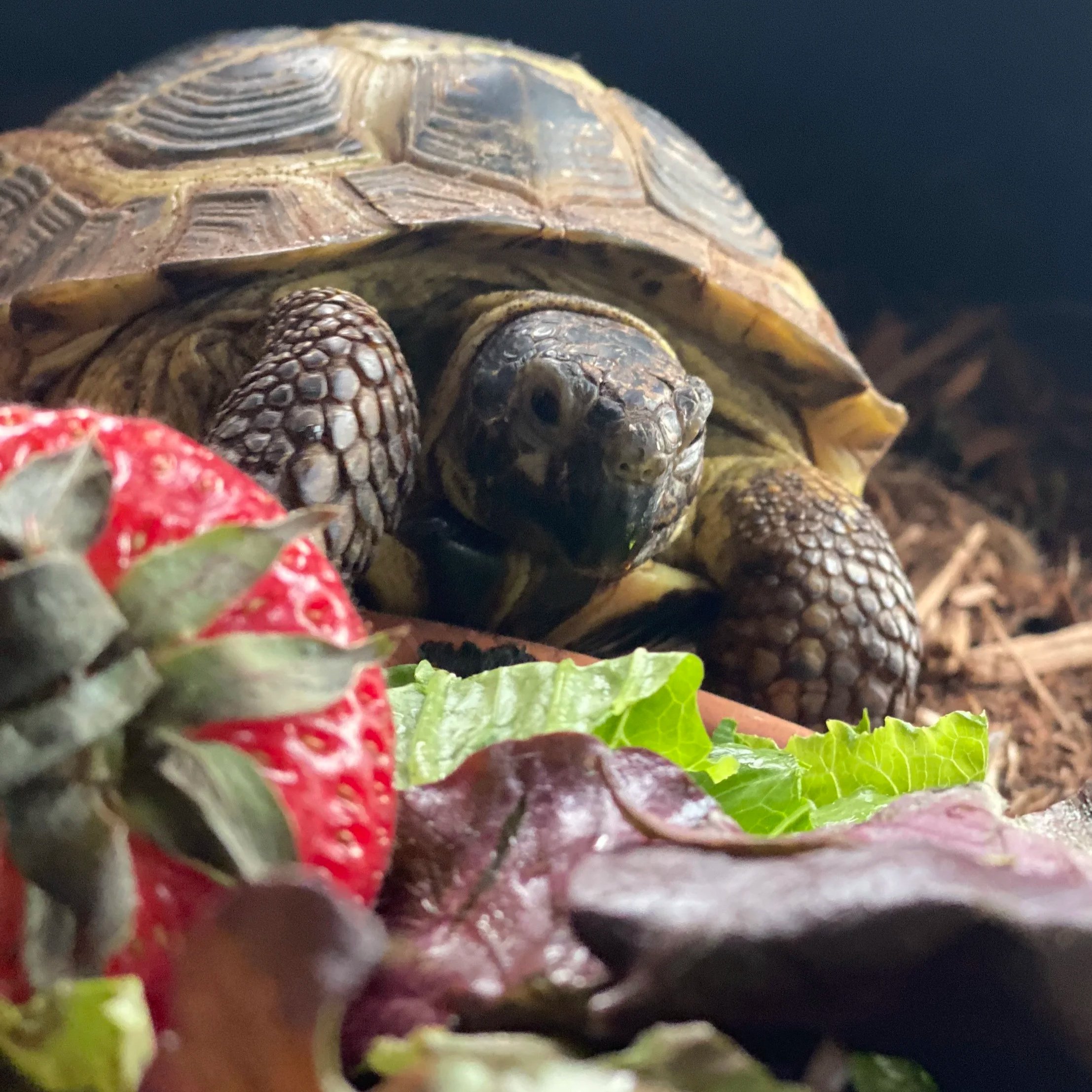 Close-up of a tortoise with a brown shell and textured skin, resting on leaves and surrounded by a strawberry and other leafy greens.