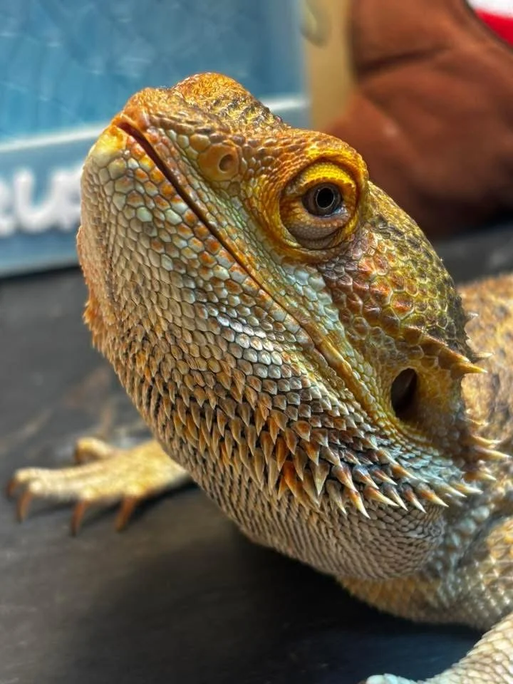 Close-up of a bearded dragon lizard resting on a dark surface, showing detailed scales and spines.
