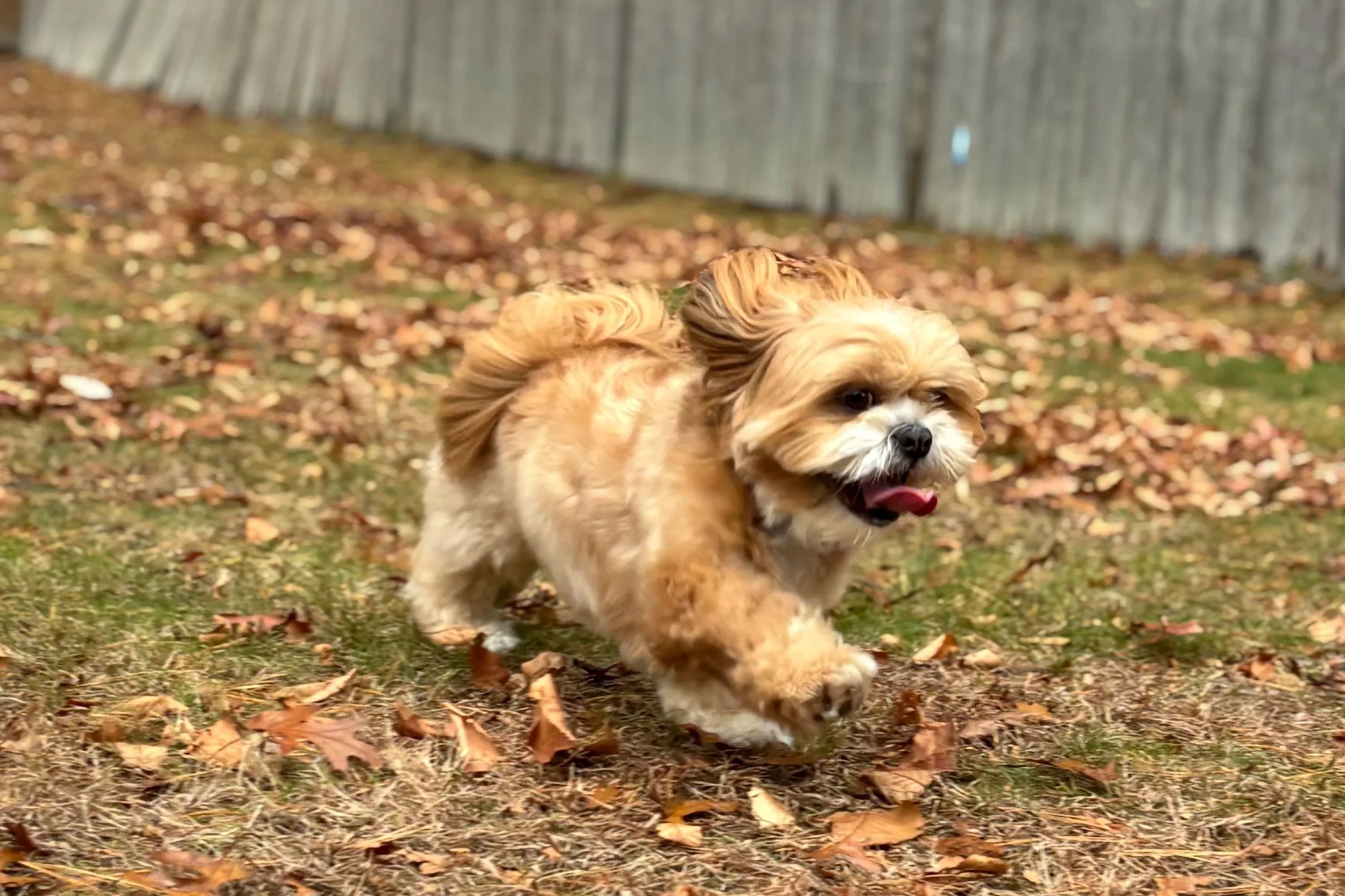 A small, fluffy brown and white dog running through fallen autumn leaves on a grassy yard with a wooden fence in the background.