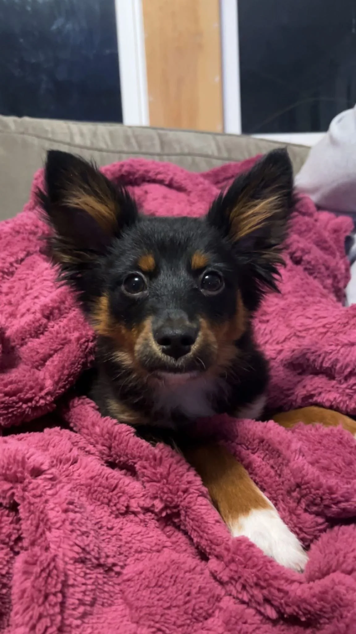 A small black and brown puppy with large ears, resting on a pink fluffy blanket.