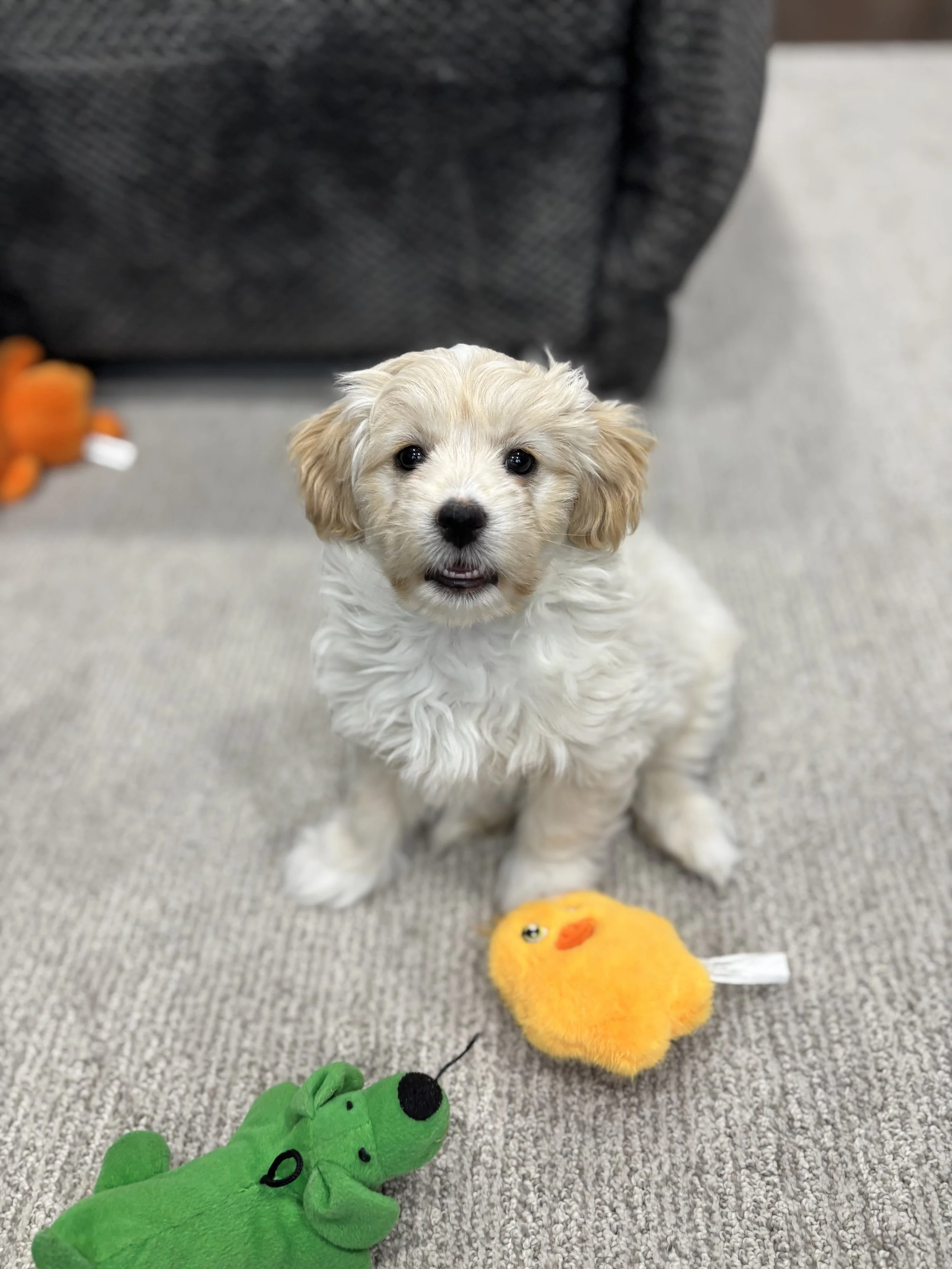 A small, fluffy puppy with cream-colored curly fur and floppy ears sitting on a gray carpet, surrounded by plush toys including a green dinosaur and an orange duck.