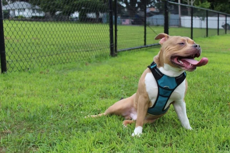 A happy brown and white dog sitting on green grass at a park with a black chain-link fence in the background.