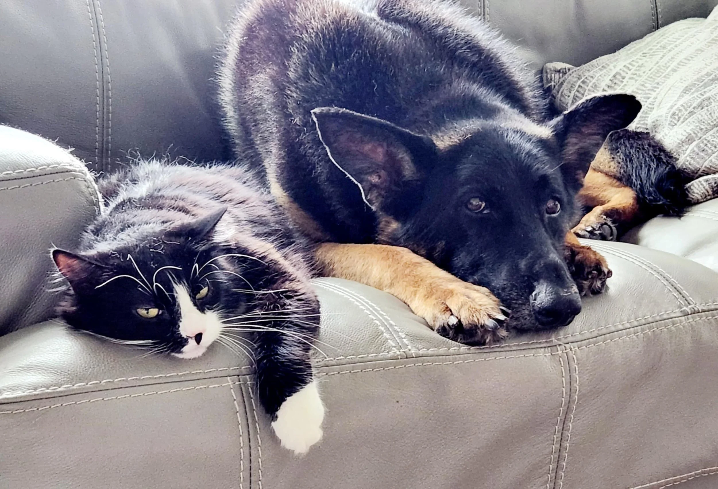 A black and white cat lying on the armrest of a grey leather couch next to a large black and tan dog resting its head and paws on the couch. The dog looks relaxed and calm.