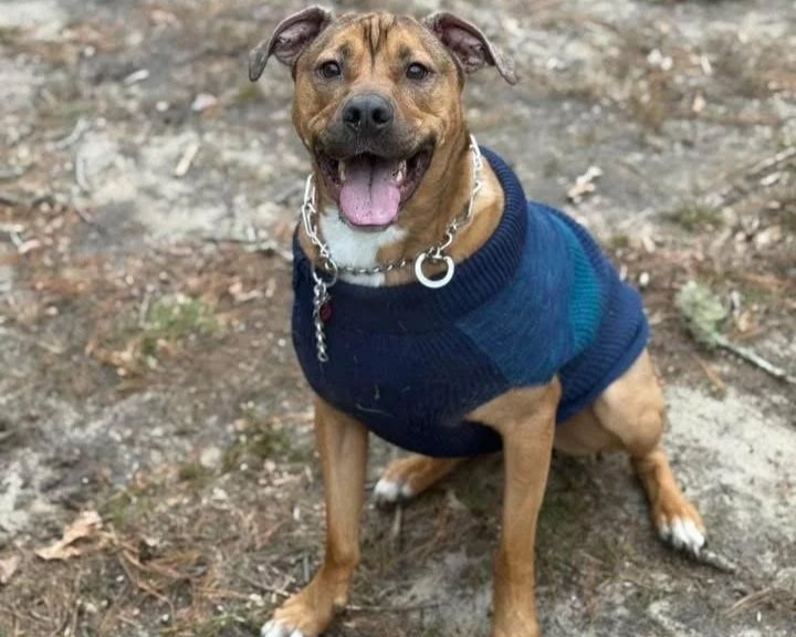 Smiling dog wearing a blue sweater sitting outdoors on dirt and leaves.