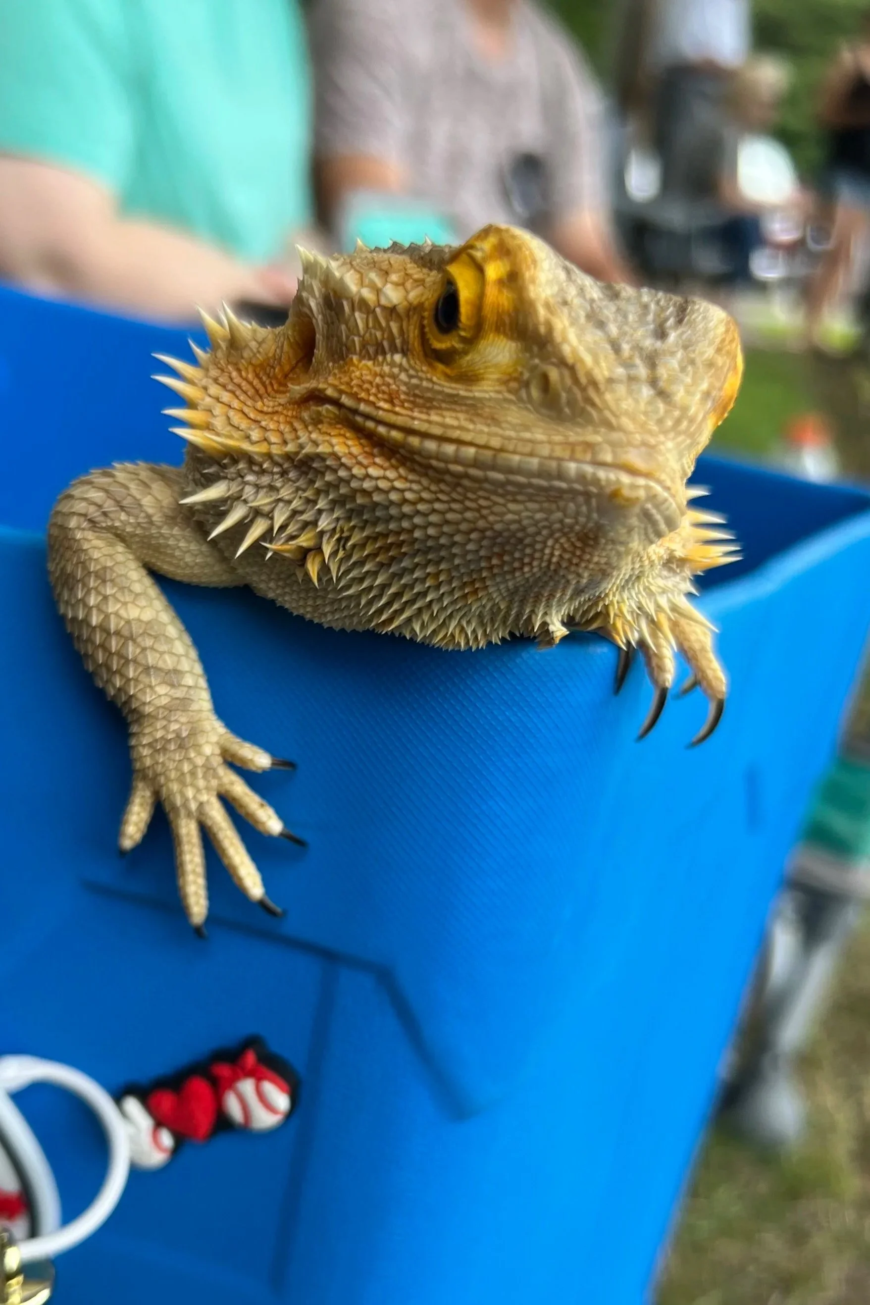 Close-up of a bearded dragon lizard perched on the edge of a blue container with a blurred background of people and outdoor setting.
