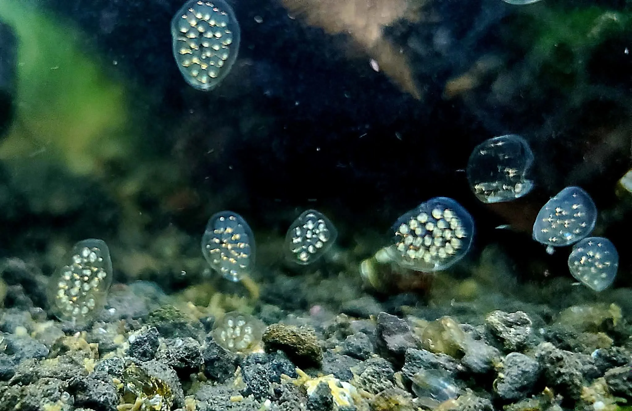 Multiple small, transparent egg sacs with white dots inside, attached to rocks on the ocean floor. The eggs are arranged in clusters inside oval-shaped sacs.