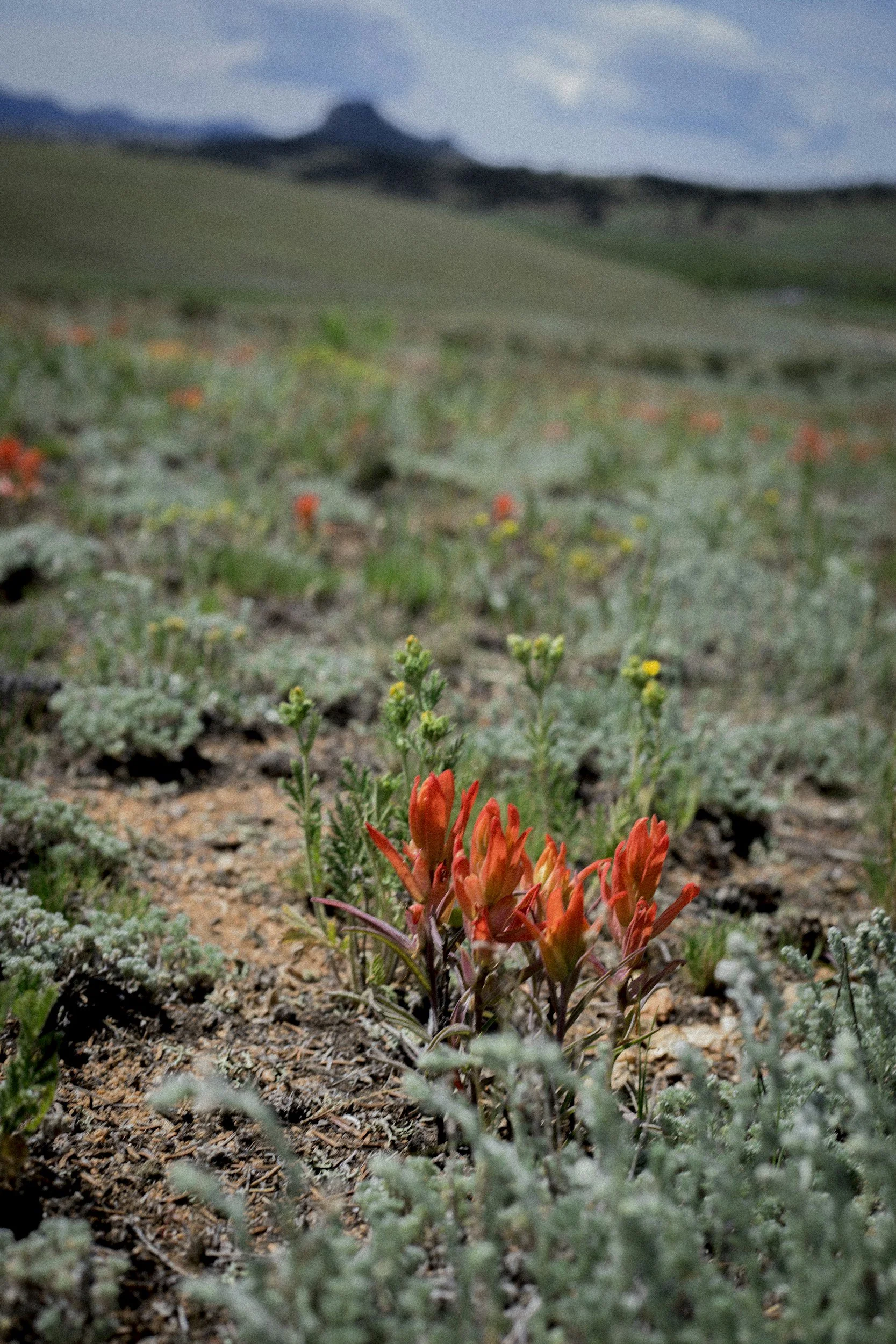 Red flowering plant in front of a desert landscape with hills and a mountain in the background.