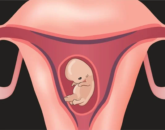 Illustration of a developing fetus inside a uterus.