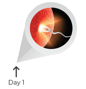 A digital illustration showing a sperm cell approaching and about to fertilize an egg inside a magnified view of a female reproductive cell, with a timeline indicating Day 1.