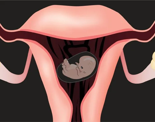 Illustration of a fetus inside the uterus during pregnancy