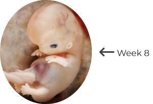 Fetal development at 8 weeks, showing a tiny fetus with developing features inside the womb