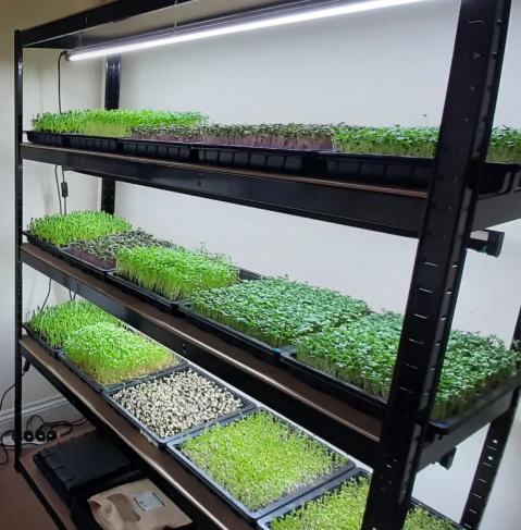 Vertical farming solutions for microgreens