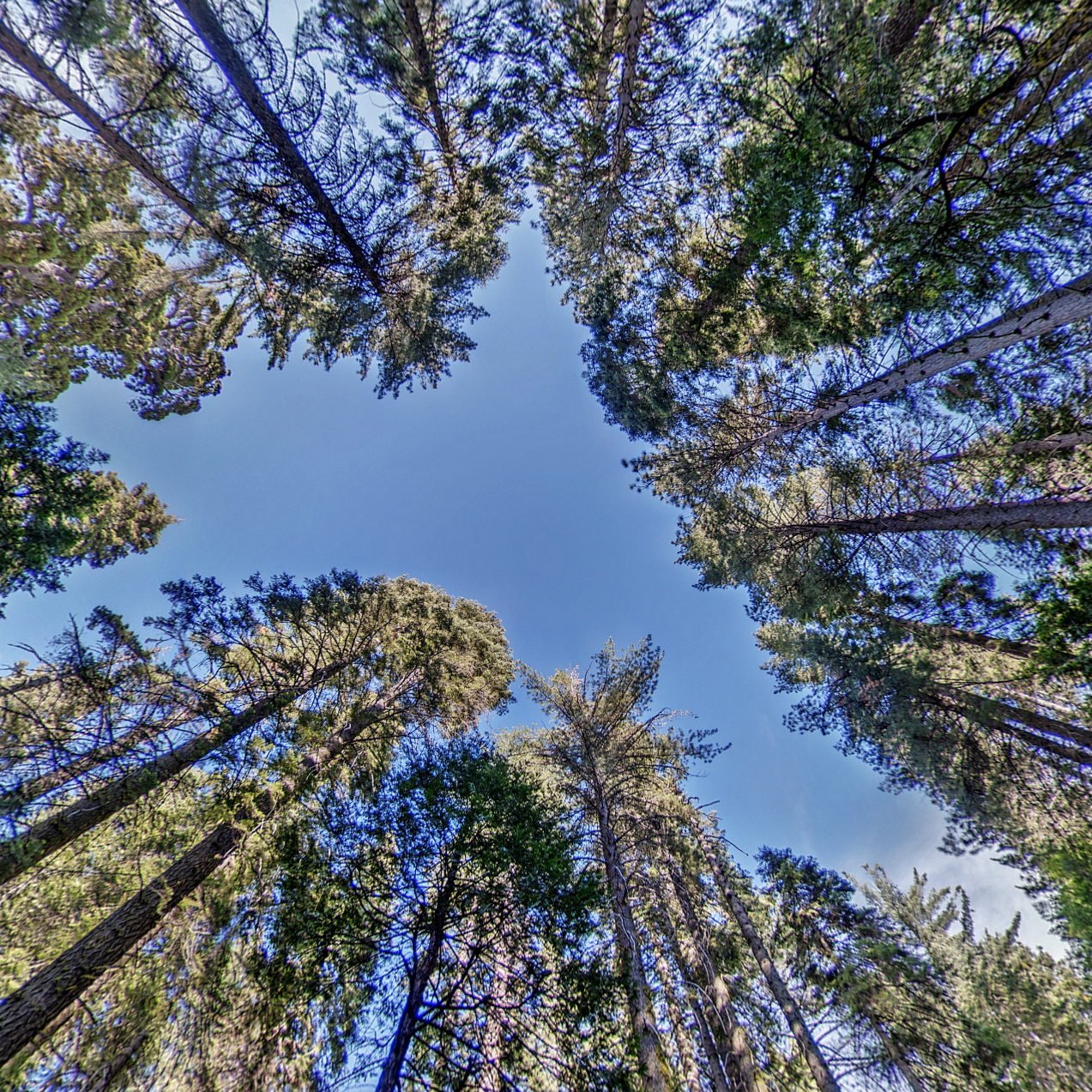 Look up