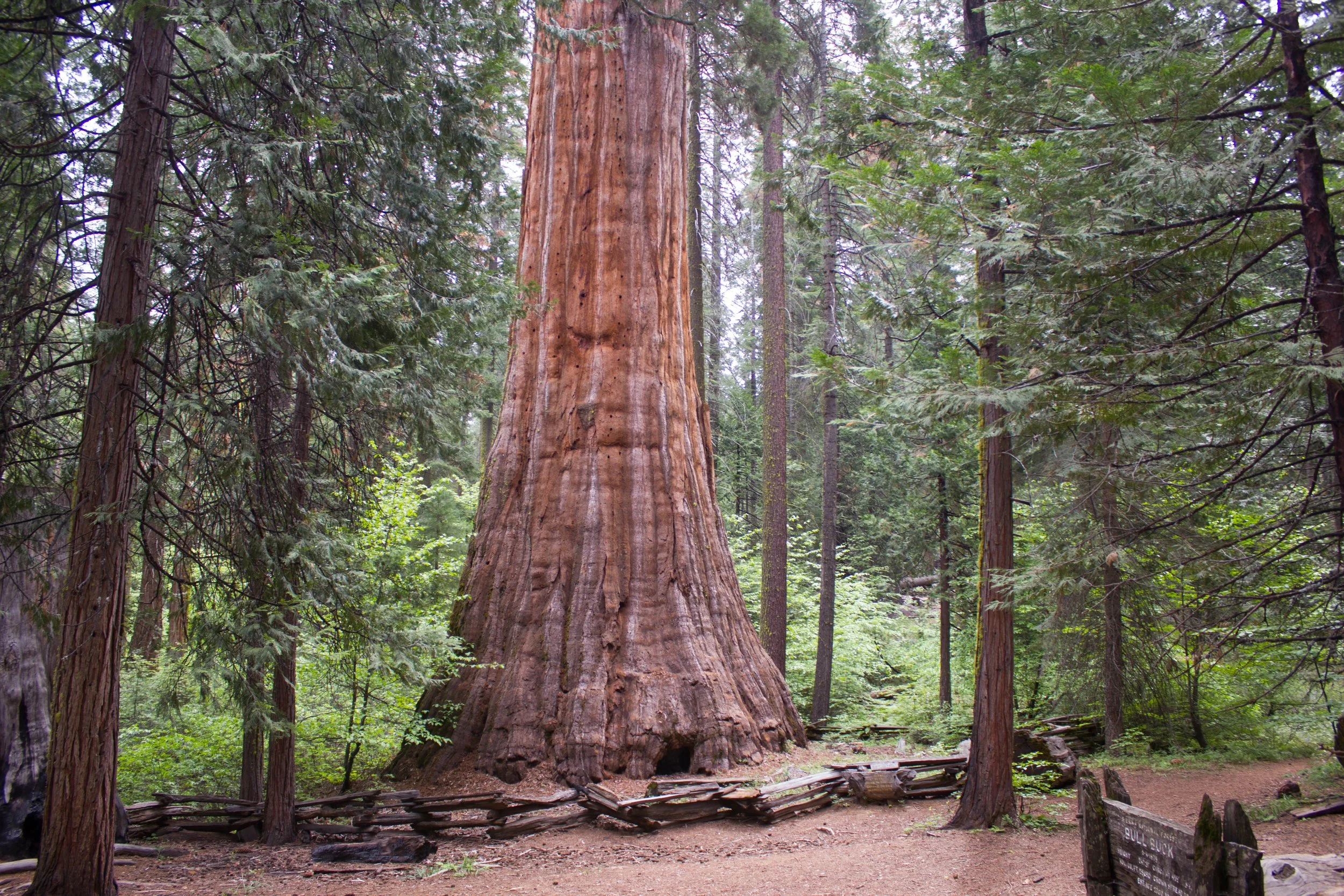 Bull Buck Tree