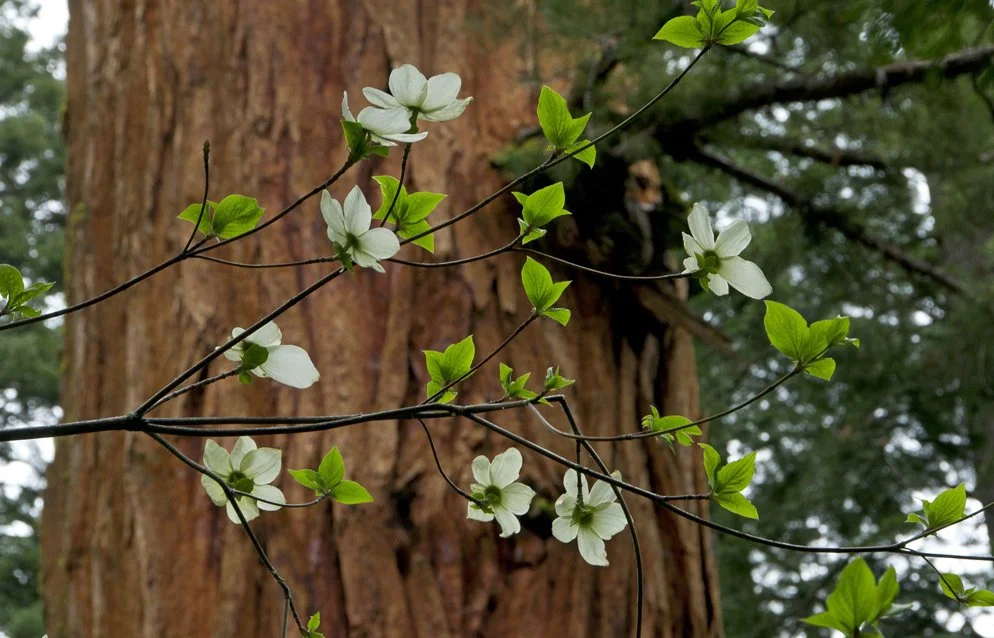 Dogwoods in the Grove