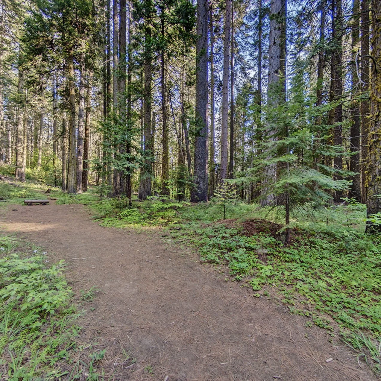 Trail
