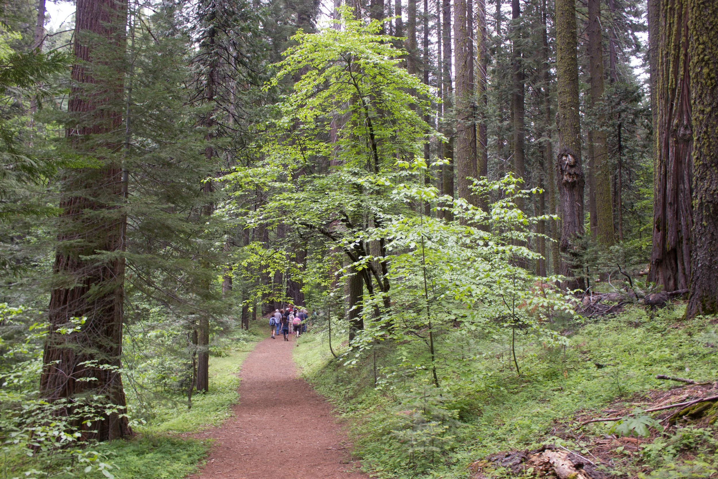Trail