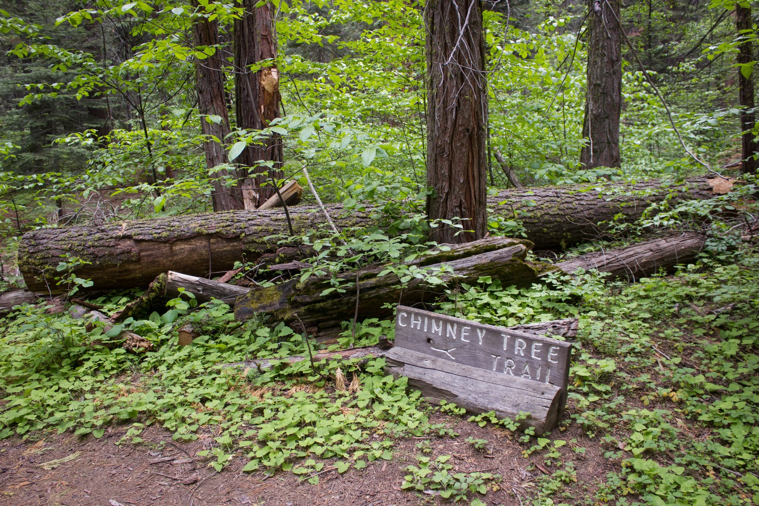 Chimney Tree Trail