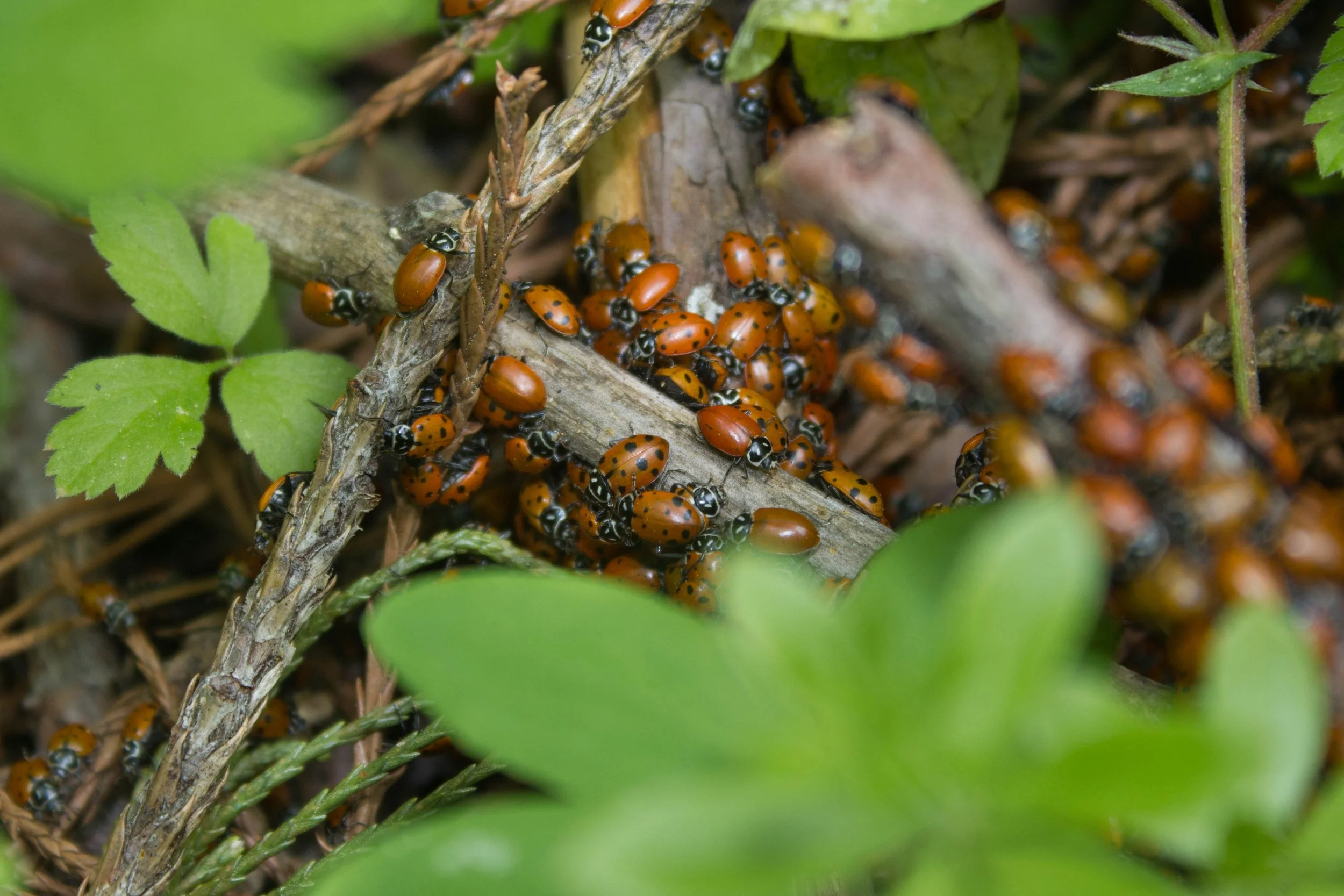 Lady Bugs