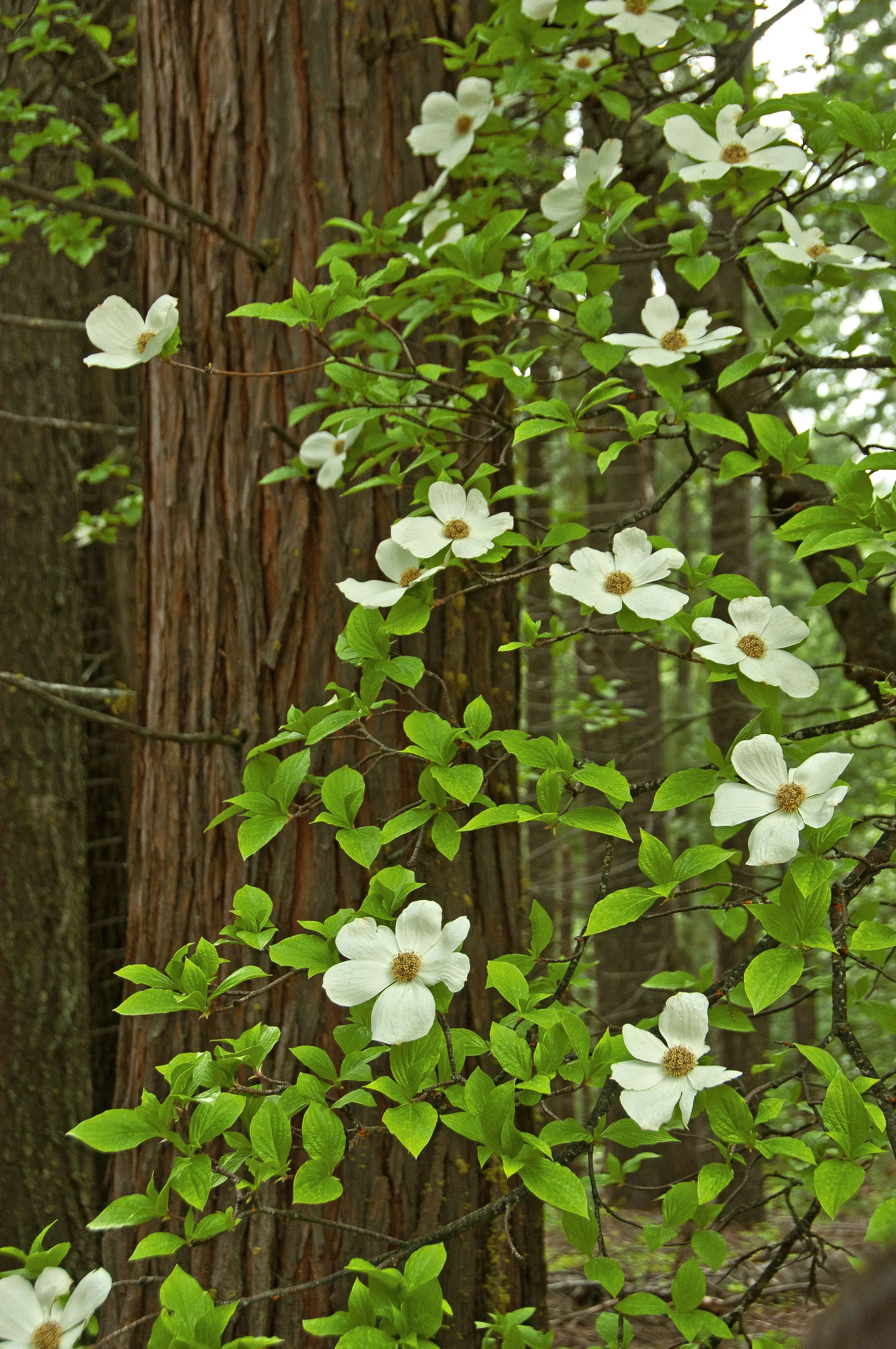 Dogwoods in the Grove