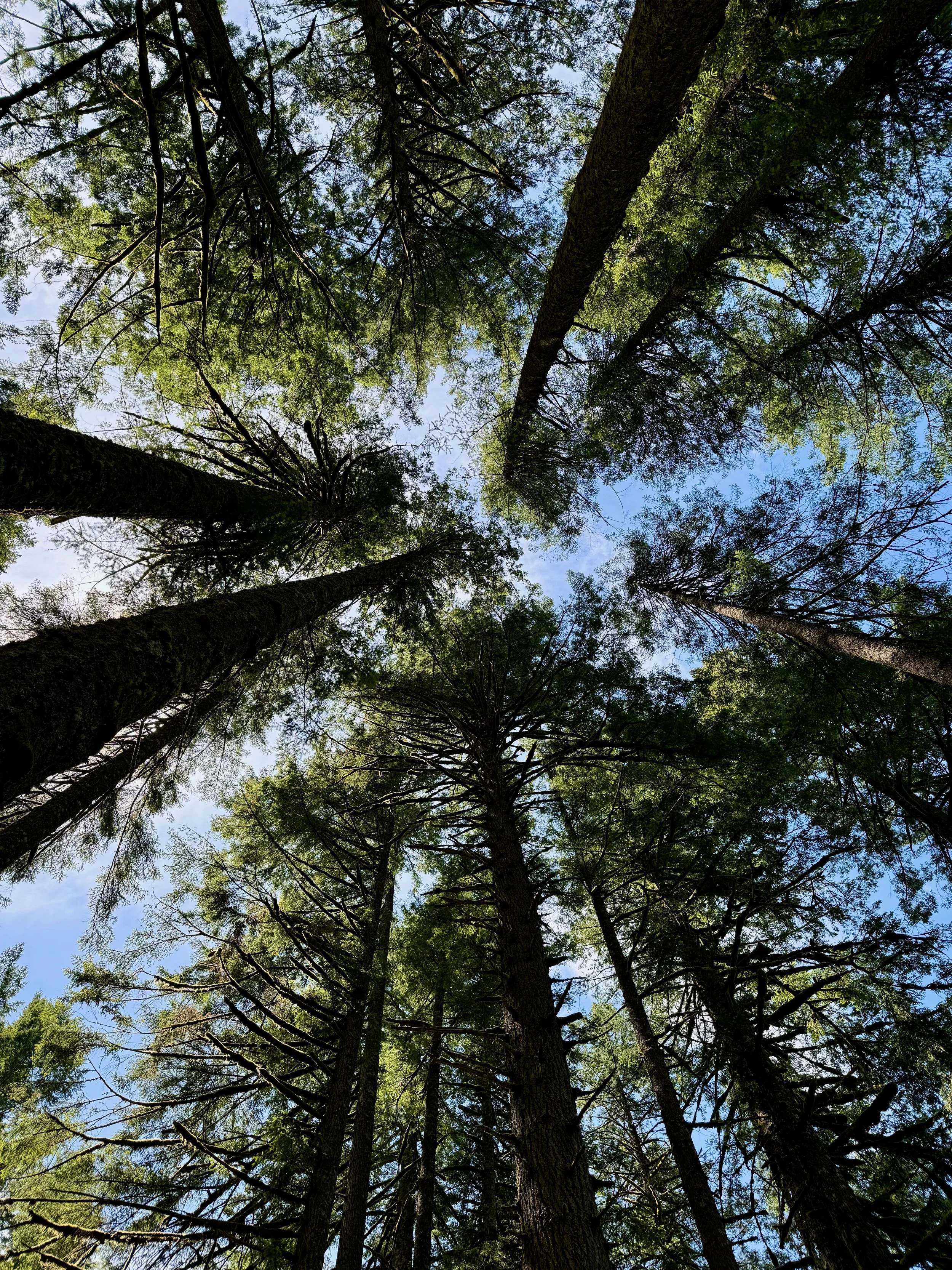 Looking up at a tree canopy with blue sky