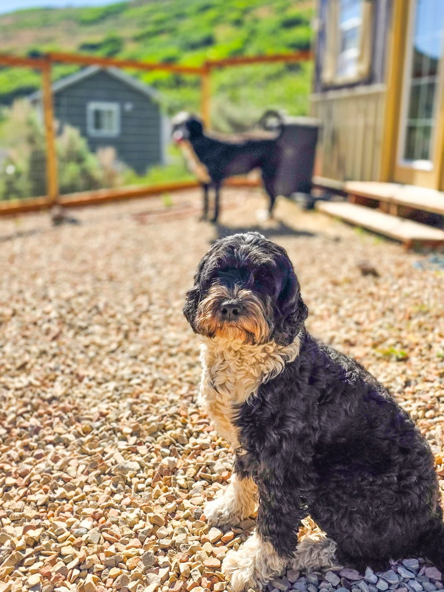Lucy and George taking an easy Sunday morning at the Rascal Cottage! Beautiful morning 😊