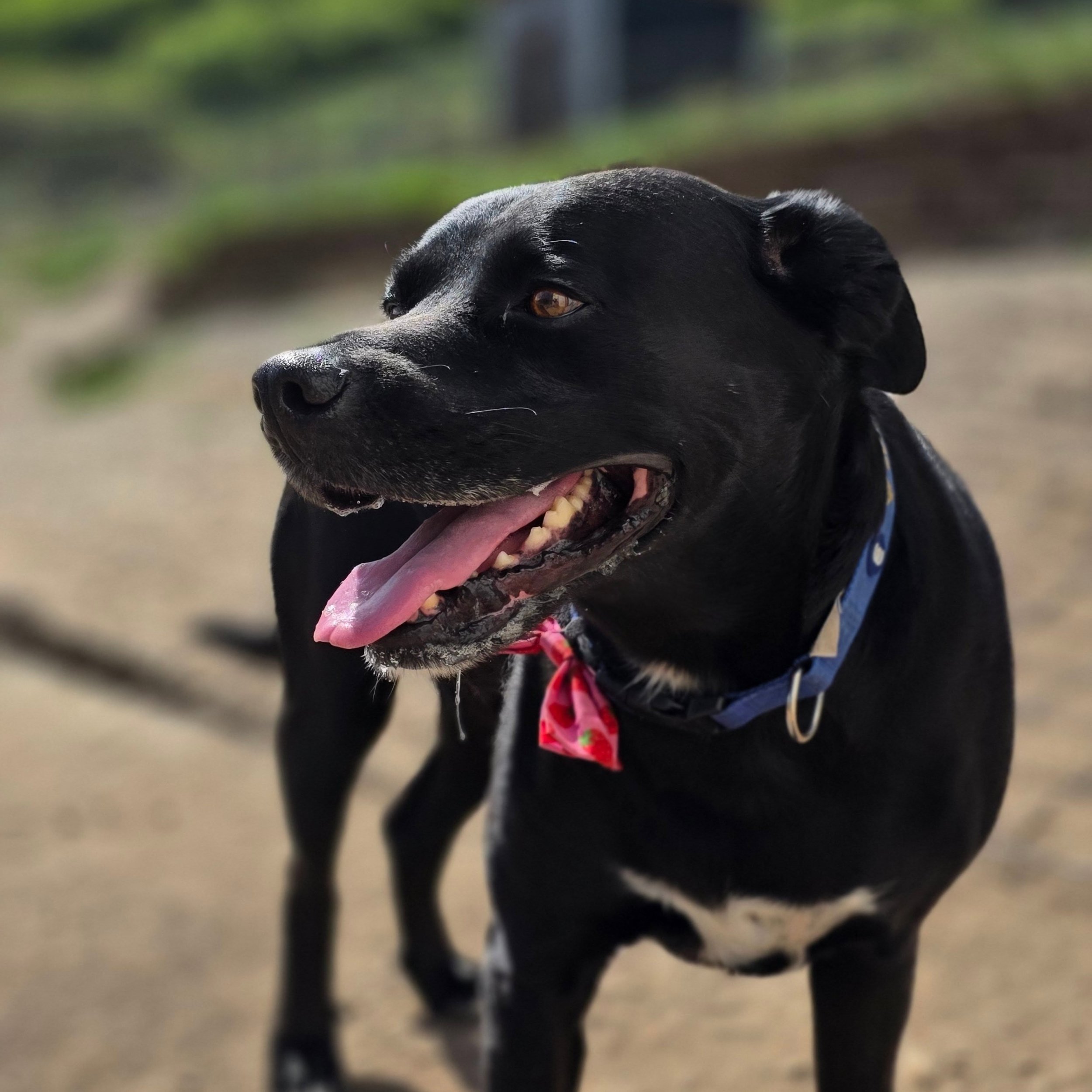 Welcoming Zorro to the Pueblo!! We went for a little hike this morning and introduced him to some pretty cool pups! Zorro is all smiles!