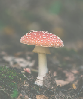 Close-up of a red mushroom with white spots growing in a forest floor with green moss and soil.