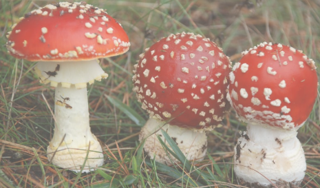 Amanita muscaria