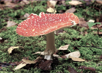 A red mushroom with white spots growing on forest floor with greenery and fallen leaves.