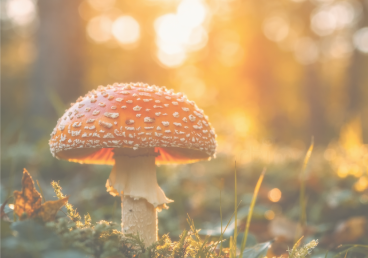 A mushroom with a red cap covered in white spots growing in a forest at sunset.