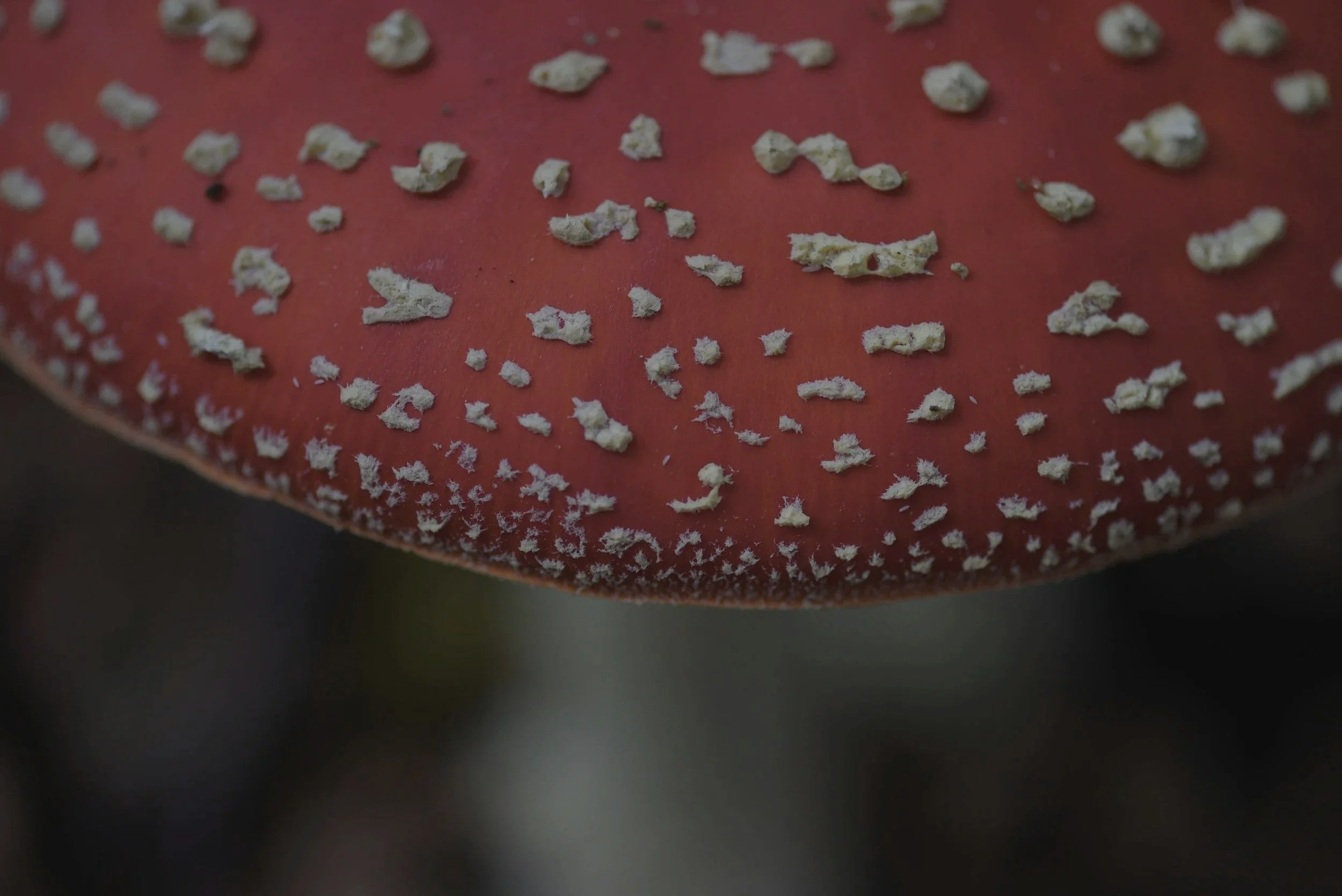 Close-up of a red mushroom cap with white spots.