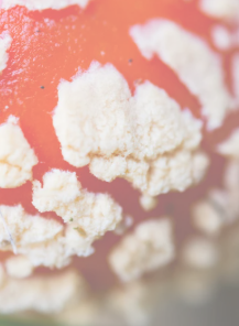 Close-up of a decorated Christmas ornament with white snow-like accents
