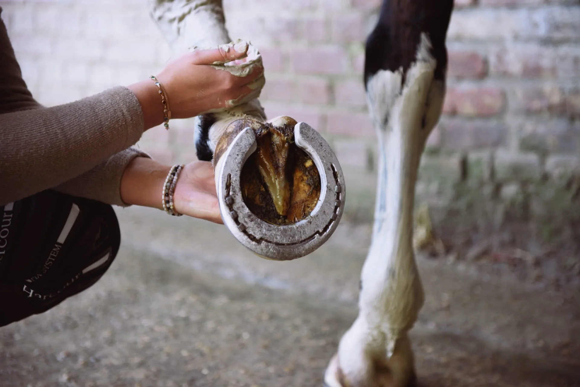 Une personne nettoie la patte d’un cheval, avec un sabot ouvert montrant l’intérieur, à l’extérieur, avec un mur en briques en arrière-plan. Cauê Foto, photographe Amiens, photographe de mariage et événementiel