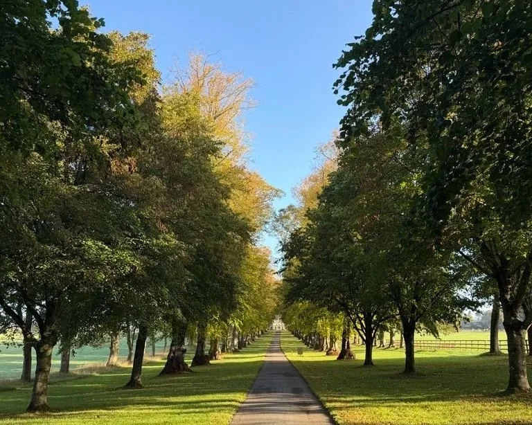 Lucknam Park tree lined driveway and blue sky.