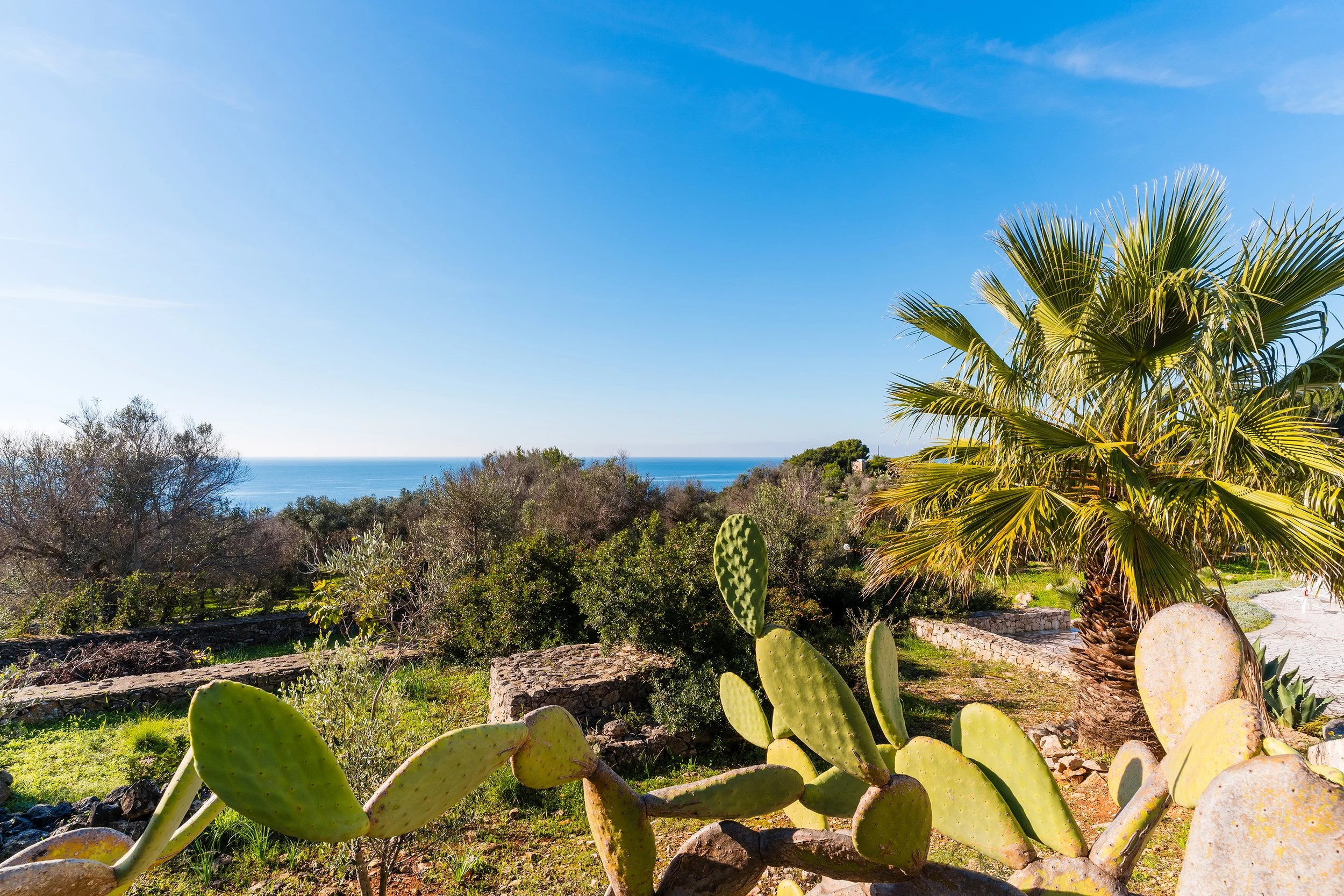 Scenic view of a coastal landscape with a clear blue sky, ocean in the distance, and lush greenery including a tall palm tree and cactus plants in the foreground.