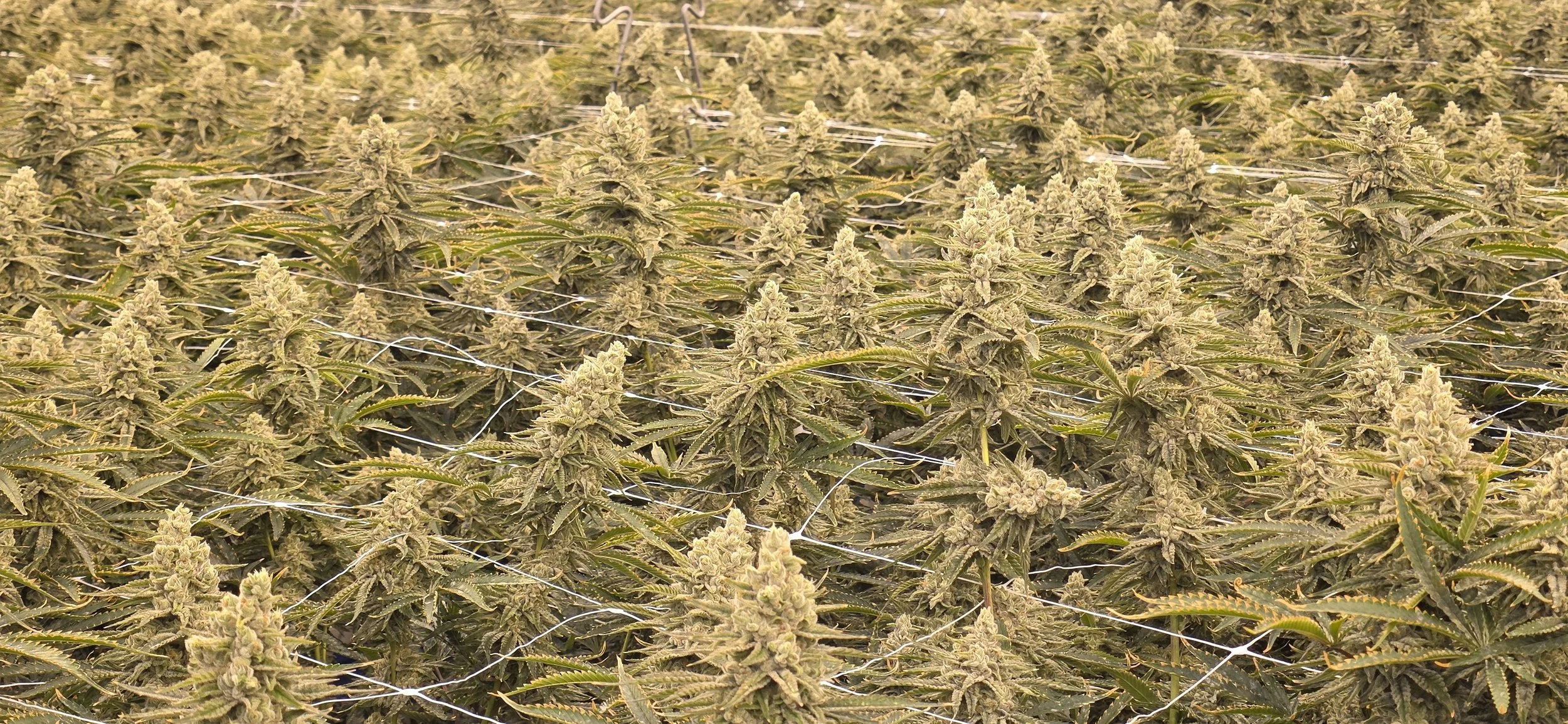 A photograph of dozens of Galactic Jack plants being grown in the Leamington, Ontario facility.