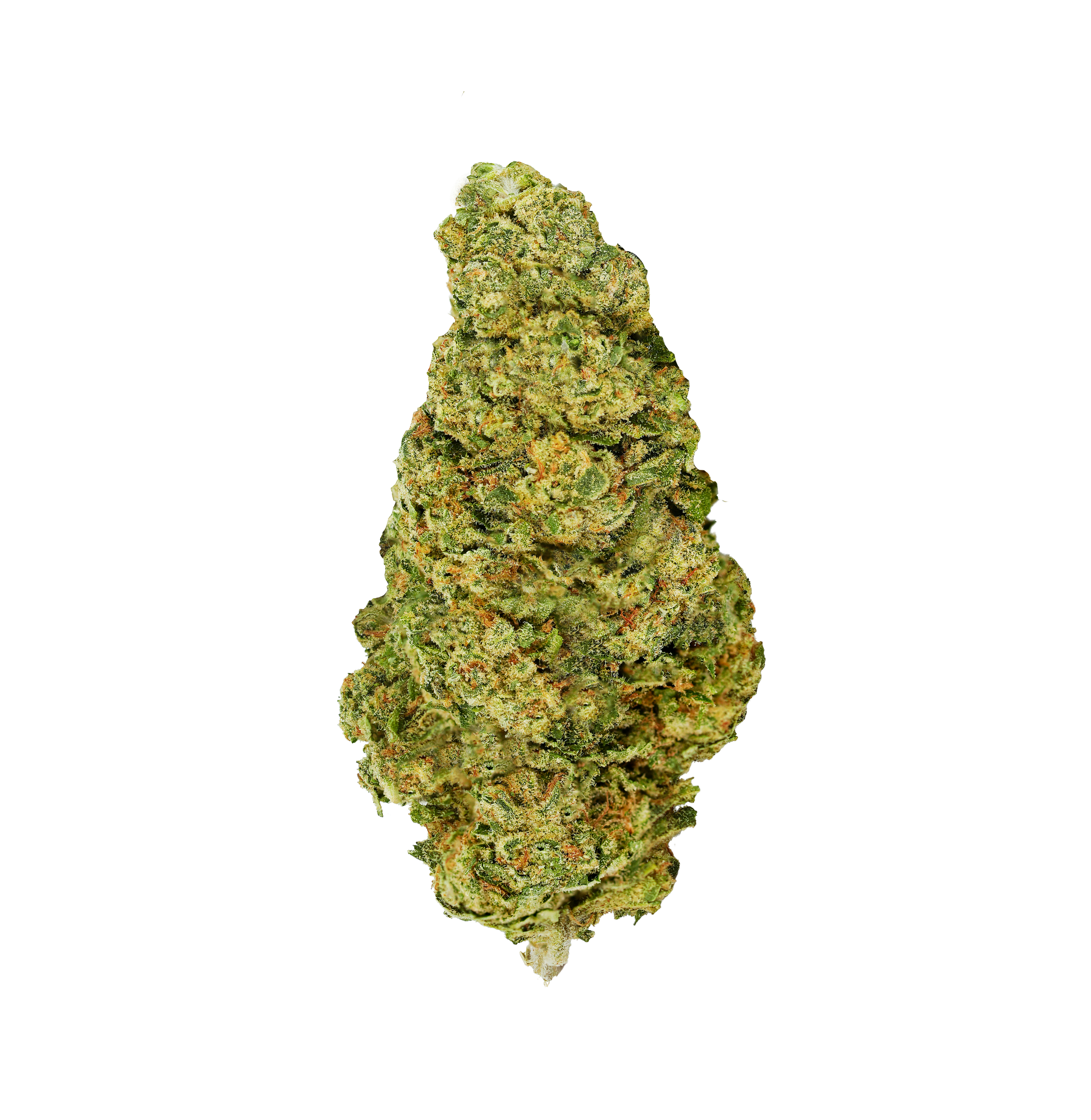 A macro photograph of a Galactic Jack bud.