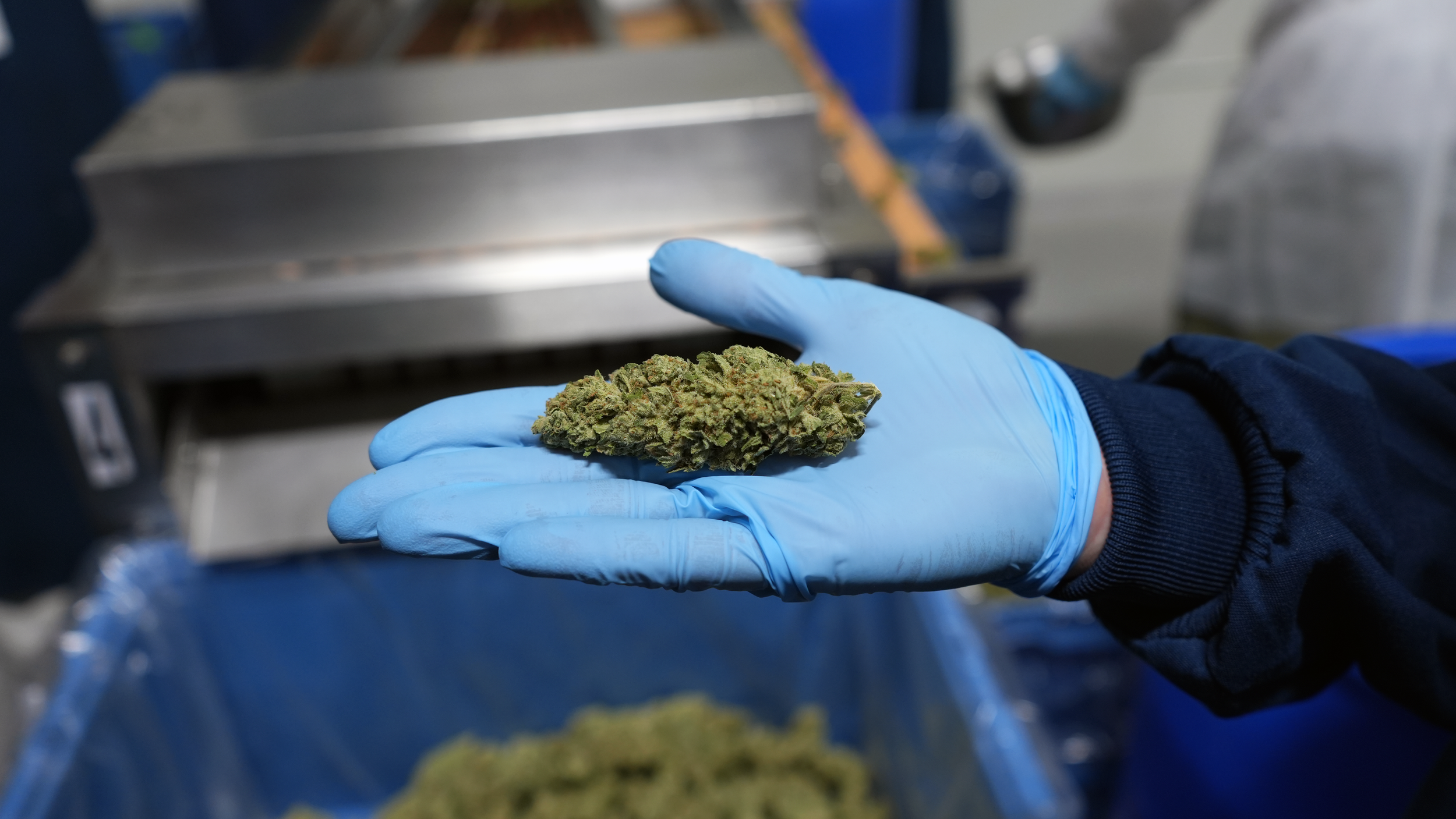 Frshly trimmed Galactic Jack being displayed on a gloved hand in Back Forty's Leamington, Ontario, facility
