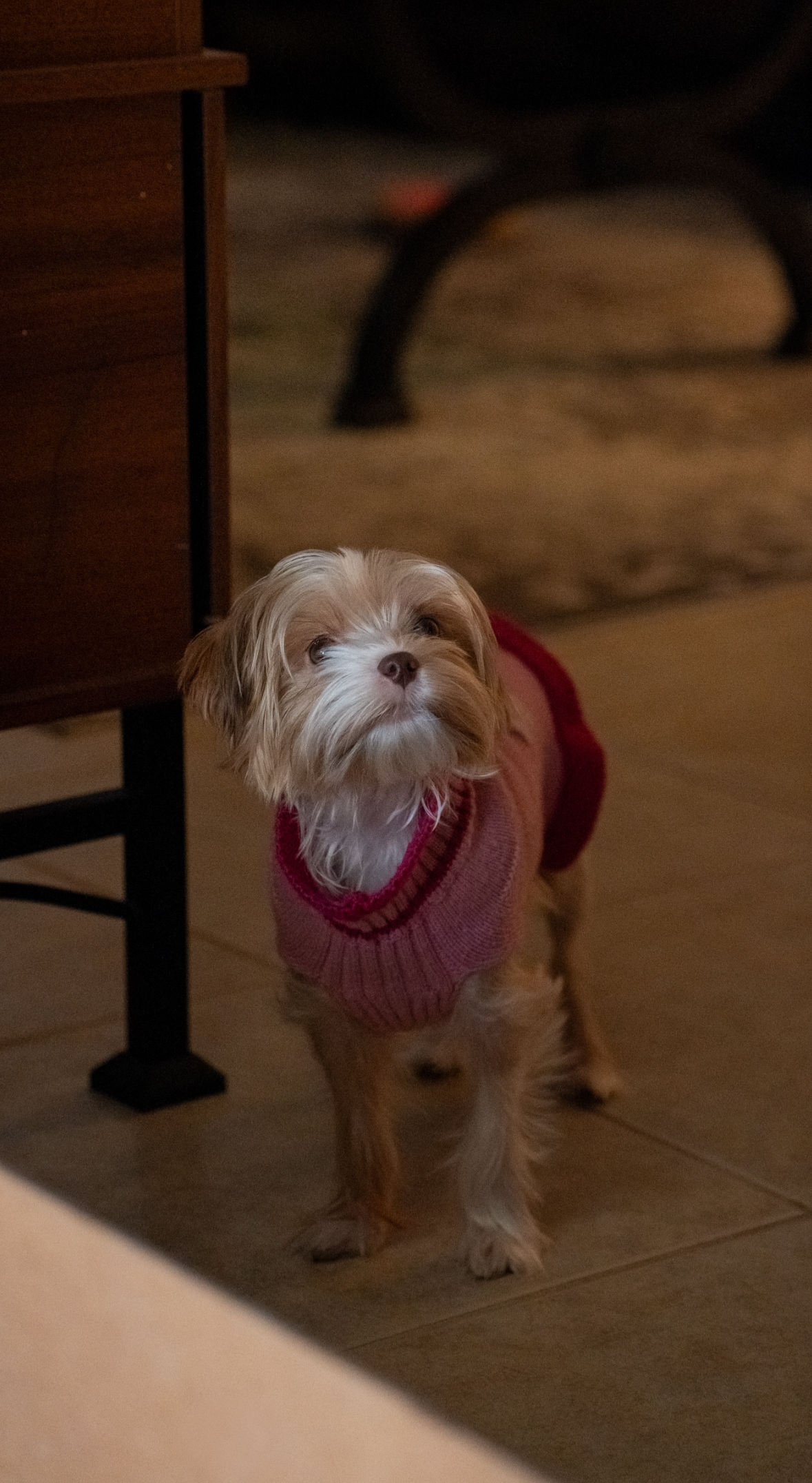 A small dog wearing a pink sweater standing on a tiled floor indoors, with furniture and a blurry background.