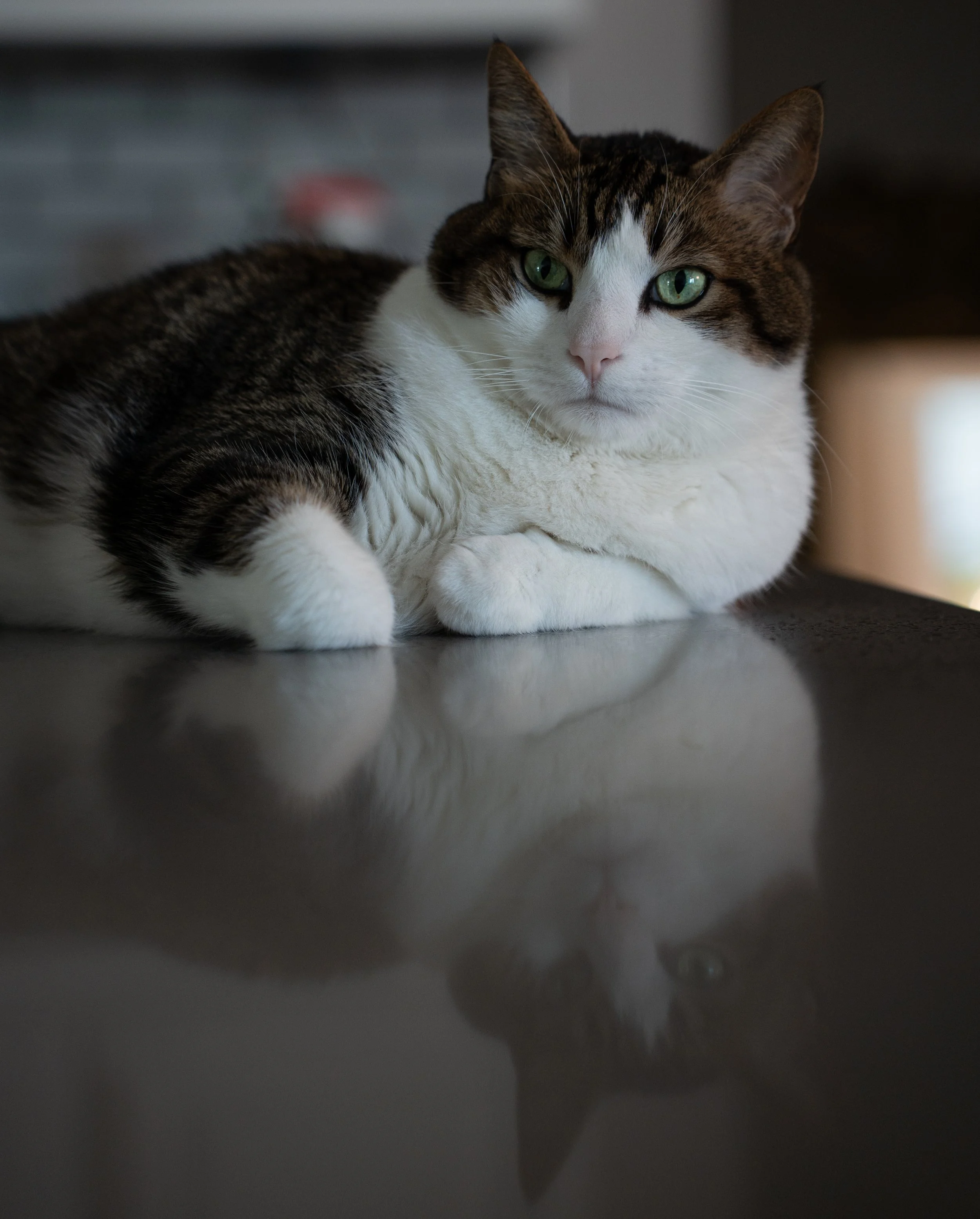 A close-up of a domestic short-haired cat with green eyes, white and brown fur, lying on a flat surface in a shadowed area.