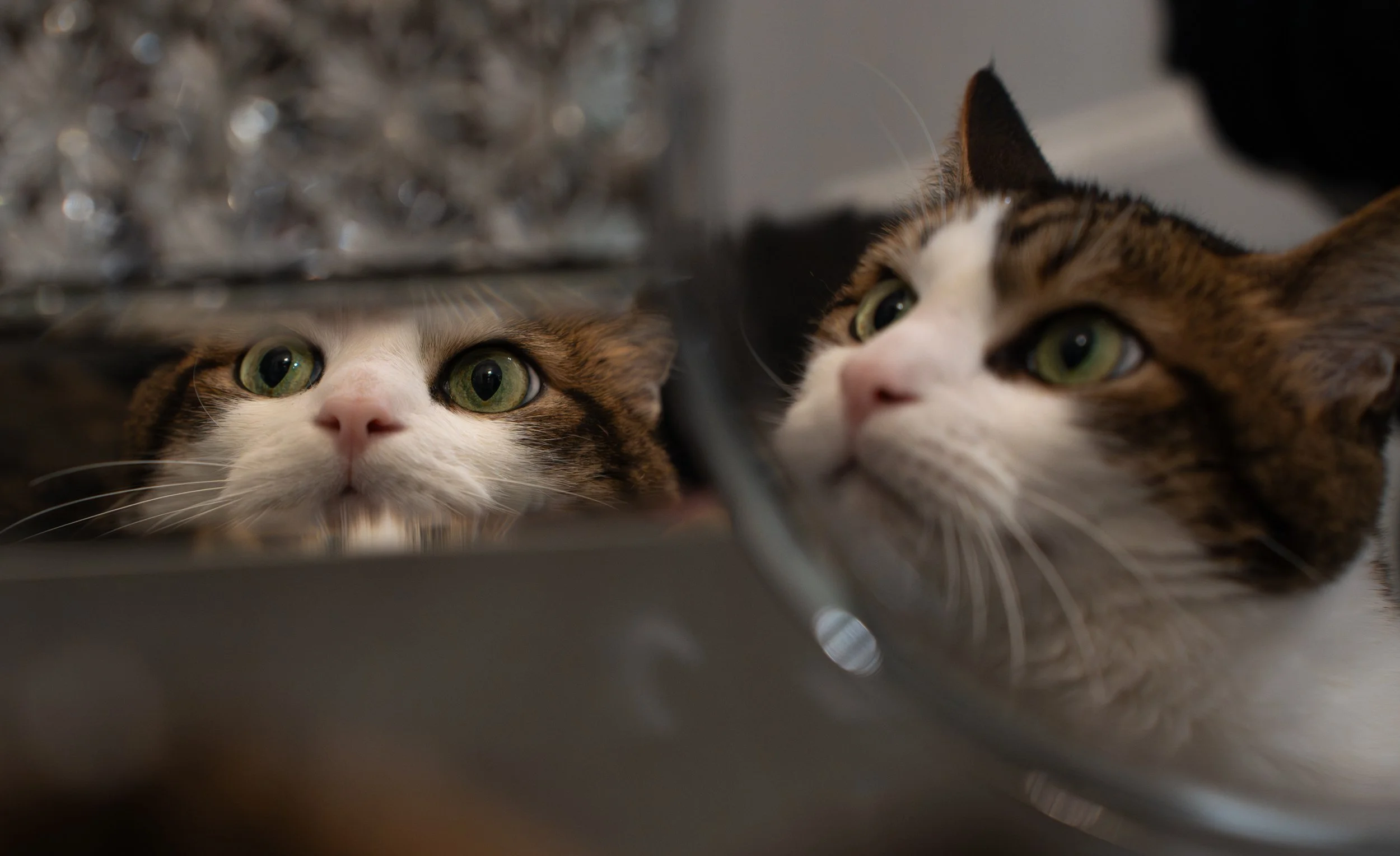 Two cats with green eyes looking through a reflective surface, possibly metal or glass, with blurred metallic objects in the background.